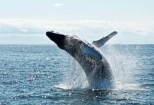 MSC wzywa do omijania Sri Lanki. Firma chce... chronić wieloryby
