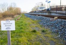 Holenderskie koleje walczą z borsukami. Zwierzęta podkopują tory