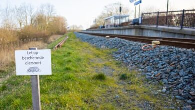 Holenderskie koleje walczą z borsukami. Zwierzęta podkopują tory